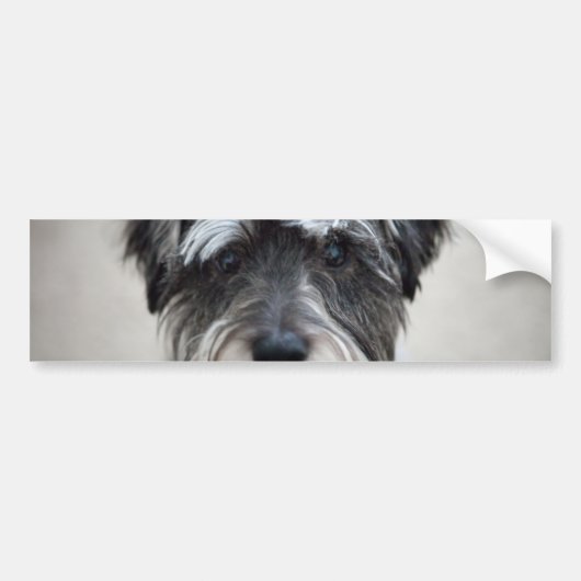 Schnauzer Dog Bumpersticker (Voorkant)