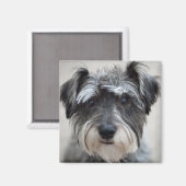 Schnauzer Dog Carré Magnet (Recto/Verso)