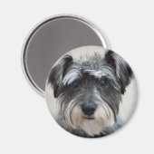 Schnauzer Dog Magnet Magneet (Voorkant / Achterkant)