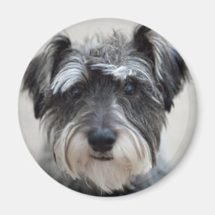 Schnauzer Dog Magnet Magneet