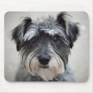 Schnauzer Dog Muismat