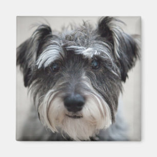 Schnauzer Dog Square Magnet Magneet