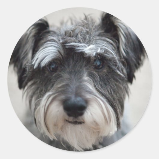 Schnauzer Dog Sticker (Voorkant)