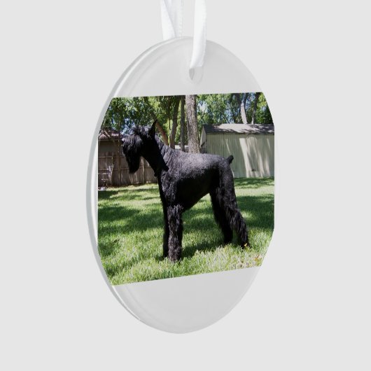 Schnauzer géant full.png (devant)