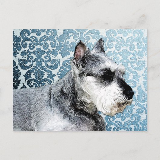 Schnauzer, geverfd briefkaart (Voorkant)