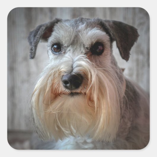Schnauzer hondengezicht vierkante sticker (Voorkant)