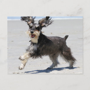 Schnauzer - Jr is een Gelukkige Jongen! Briefkaart