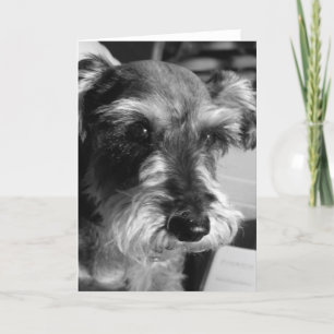 schnauzer kaart