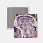 Schnauzer Magnet (Recto/Verso)