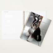 Schnauzer Miniature assise noir et argent (Devant avec enveloppe)