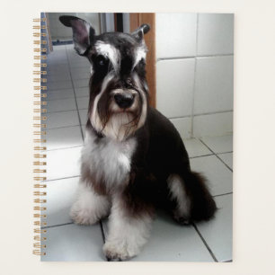Schnauzer Miniature assise noir et argent