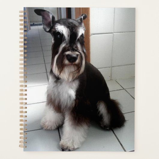 Schnauzer Miniature assise noir et argent (Devant)