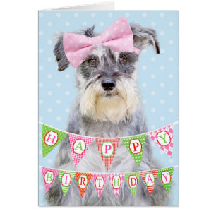 Schnauzer Miniature Portant une poitrine rose