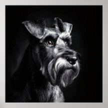Schnauzer Monochrome Portrait