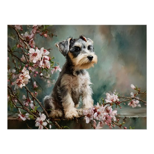 Schnauzer Puppy Tussen Lente Kersenbloesems Perfect Poster (Voorkant)
