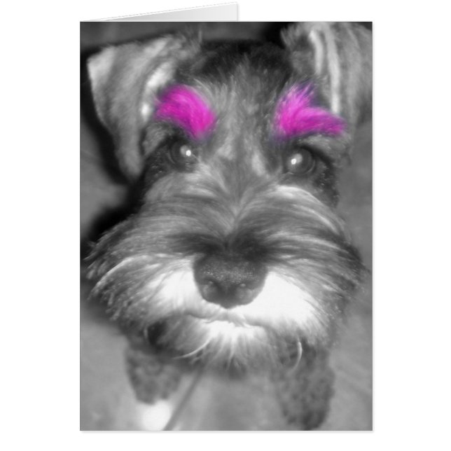 Schnauzer rose (Devant)
