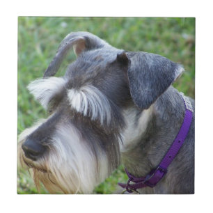 Schnauzer Tile of Trivet Tegeltje