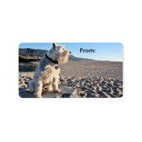 Schnauzer - tin