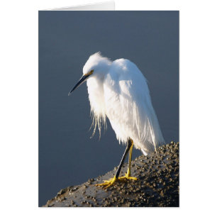 Schoenbehandelingskaart