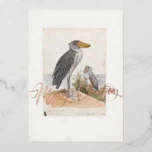Schoenbekooievaar 1887 Print Zoologica Dank U Folie Feestdagenkaart