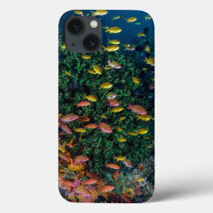 Scholen vissen zwemmen in rif iPhone 13 hoesje