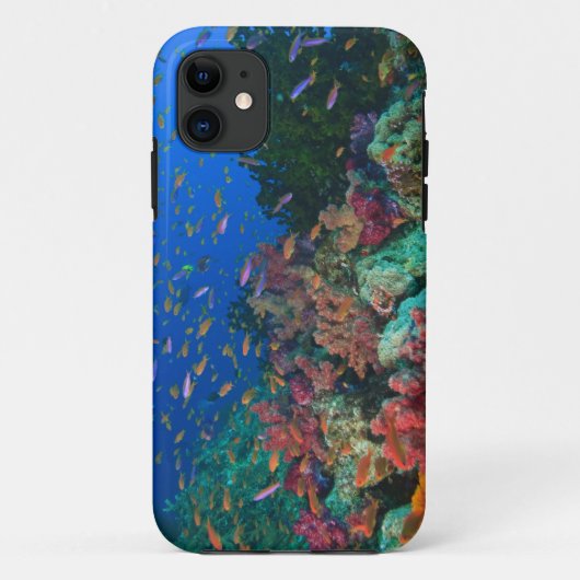 Scholende Fairy Basslets (Pseudanthias Case-Mate iPhone Case (Achterkant)