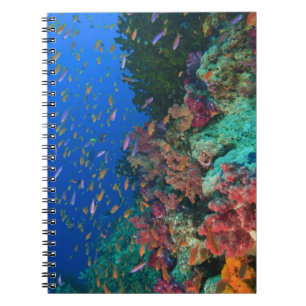 Scholende Fairy Basslets (Pseudanthias Notitieboek
