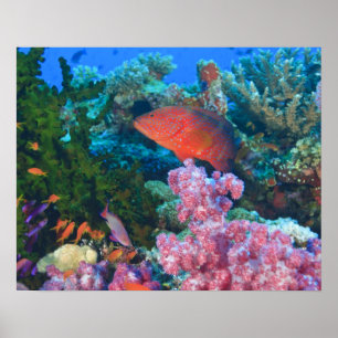 scholende Fairy Basslets (Pseudanthias Poster