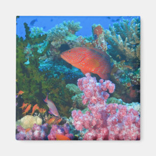 scholing Fairy Basslets (Pseudanthias Magneet