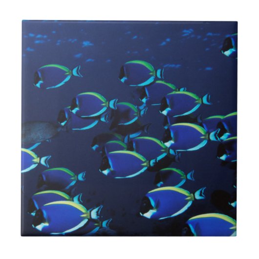 Schooipowder Blue Surgeonfish Tegeltje (Voorkant)