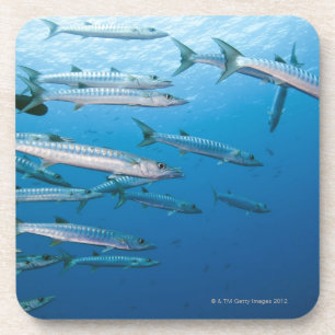 School of blackfin barracuda (Sphyraena qenie) Bier Onderzetter