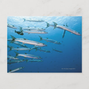 School of blackfin barracuda (Sphyraena qenie) Briefkaart