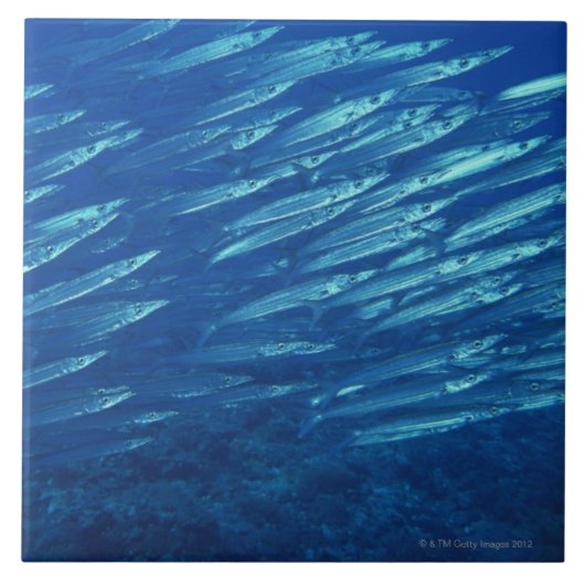 School of Fish 11 Tegeltje (Voorkant)