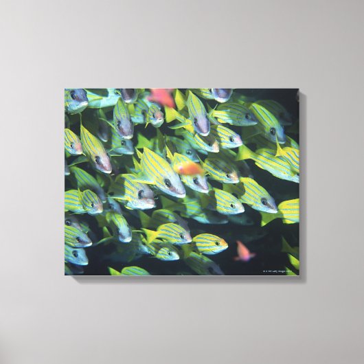 School of Fish 13 Canvas Afdruk (Voorkant)
