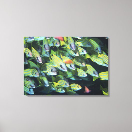 School of Fish 13 Canvas Afdruk (Voorkant)