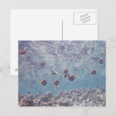 School of Fish 3 Briefkaart (Voorkant / Achterkant)