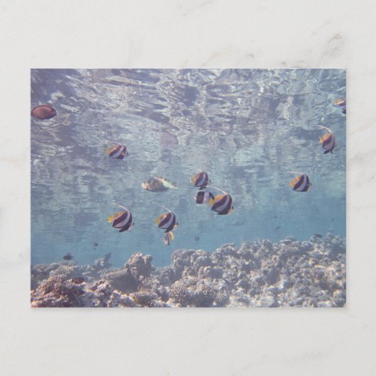 School of Fish 3 Briefkaart (Voorkant)