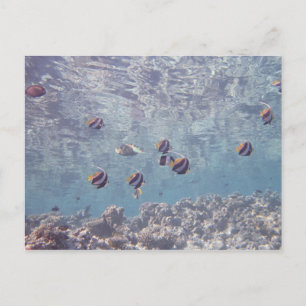 School of Fish 3 Briefkaart