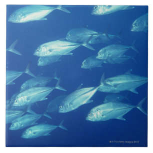 School of Fish 4 Tegeltje