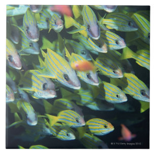 School of Fish 7 Tegeltje