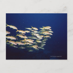 School of Fish 8 Briefkaart