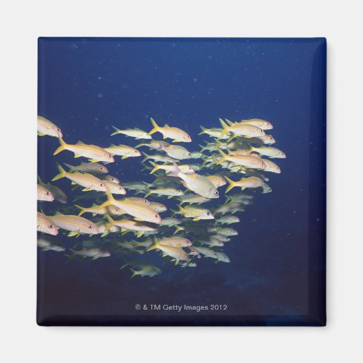 School of Fish 8 Magneet (Voorkant)