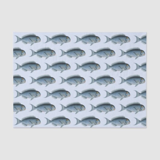 School of Fish  Tissue Paper Tissuepapier (Voorkant)