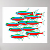School of Neon Tetras Poster (Voorkant)