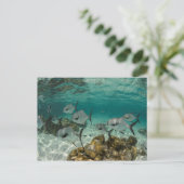 School of Permit Fish Briefkaart (Staand voorkant)