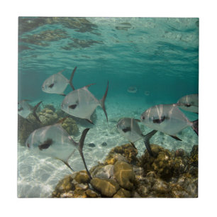 School of Permit Fish Tegeltje