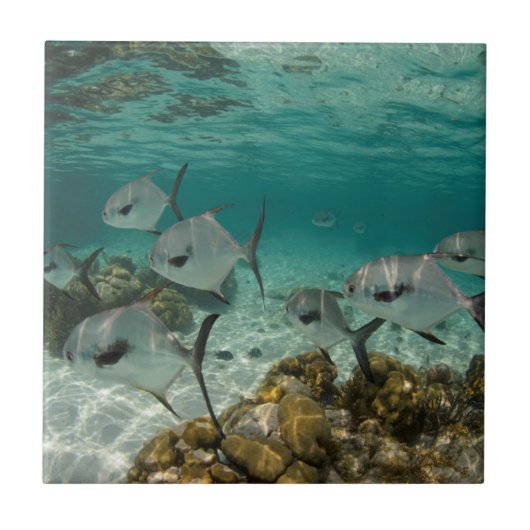 School of Permit Fish Tegeltje (Voorkant)