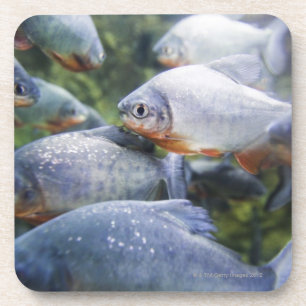 School of Piranhas (Pygocentrus nattereri) Drankjes Onderzetter
