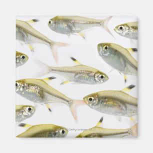 School of X-ray tetra fish (Pristella) Magneet