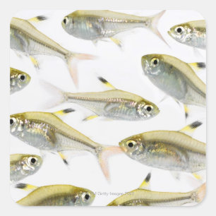 School of X-ray tetra fish (Pristella) Vierkante Sticker